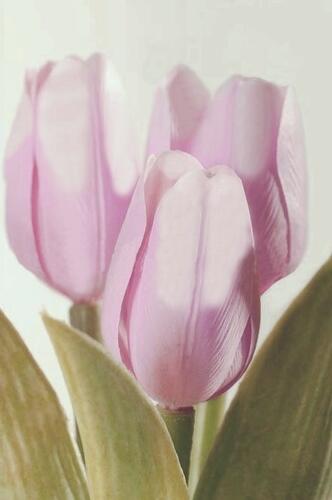 Dekoračný umelý kvet - Tulipán bielo-fialový 40 cm