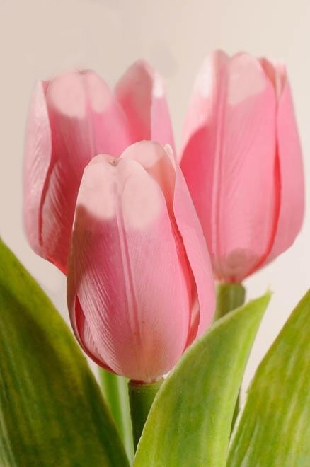 Dekoračný umelý kvet - Tulipán ružovobiely 40 cm