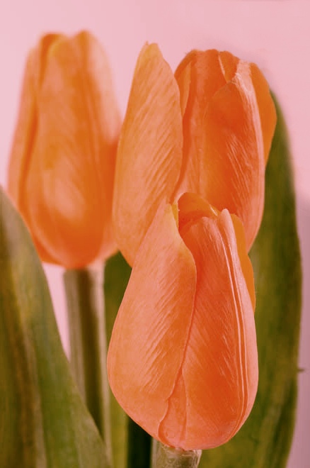 Dekoračný umelý kvet - Tulipán oranžový 40 cm