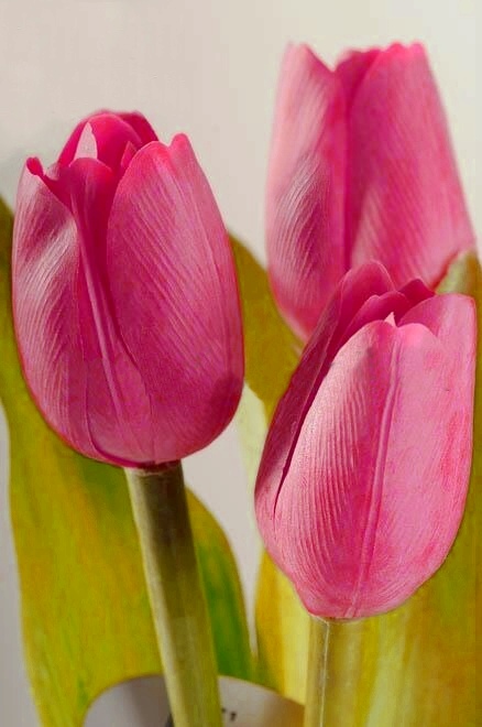 Dekoračný umelý kvet - Tulipán fialovočervený 40 cm