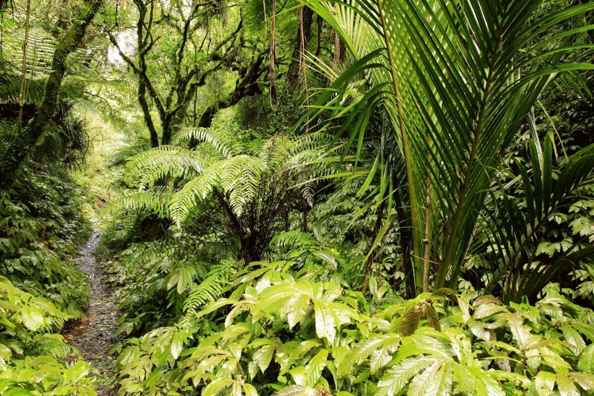 Fototapeta MS-5-1579 Tropická džungľa 375 x 250 cm