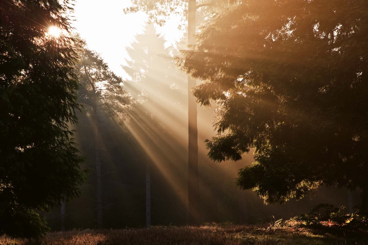 Fototapeta MS-5-1707 Slnko cez stromy 375 x 250 cm