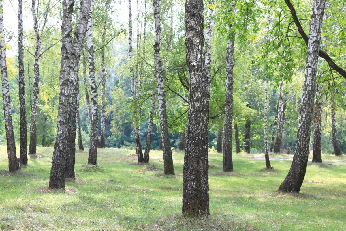 Fototapeta MS-5-1912 Krásne brezy v lese 375 x 250 cm