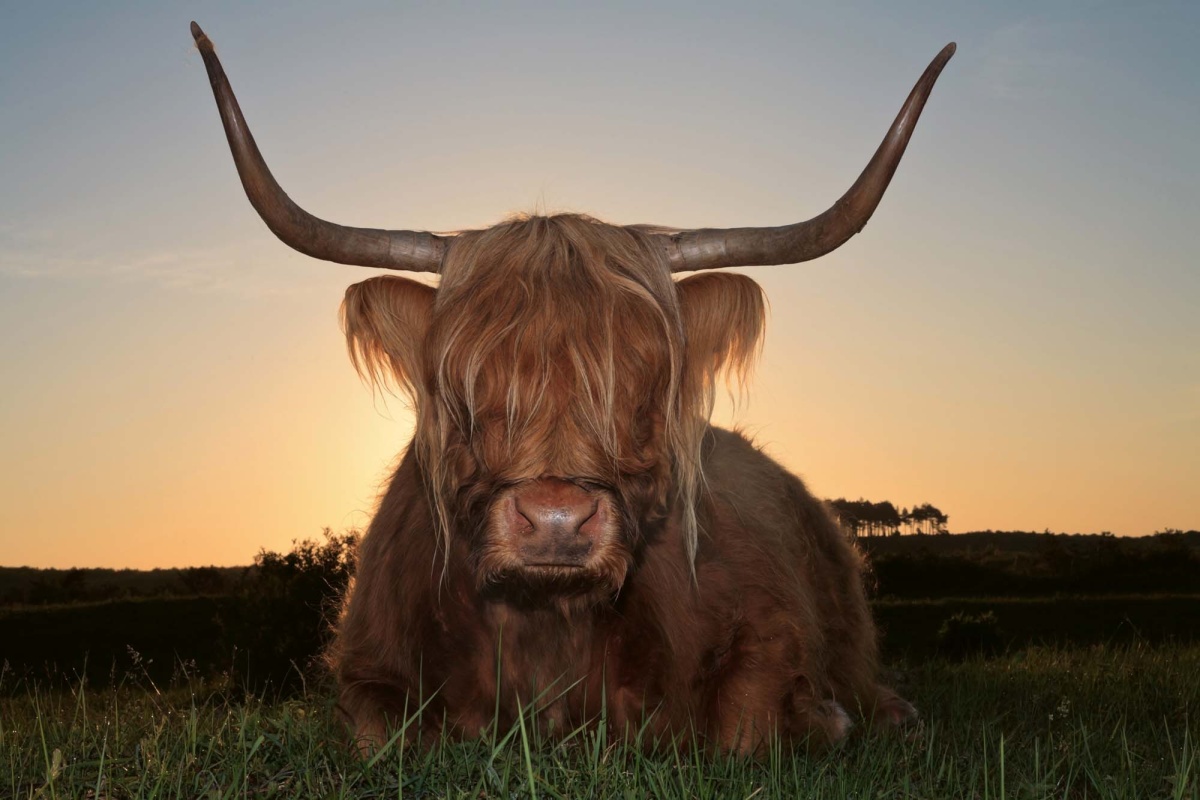 Fototapeta MS-5-0462 Škótska horská krava 375 x 250 cm