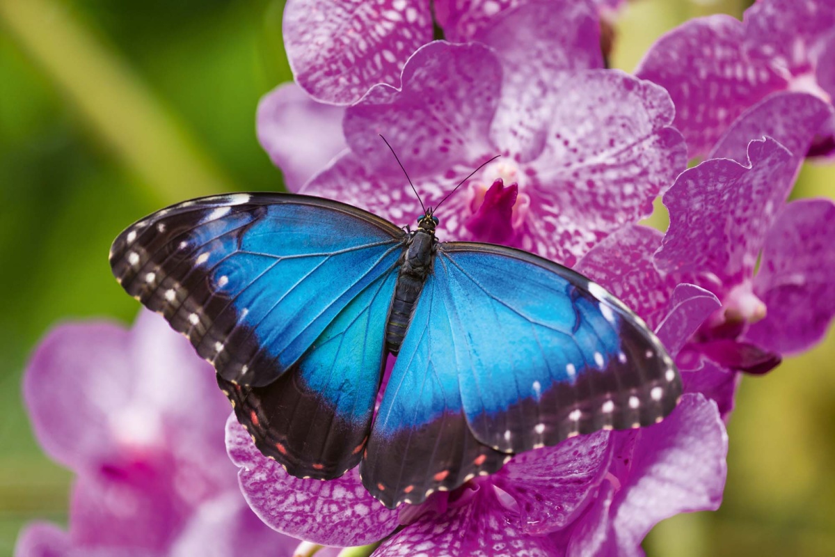 Fototapeta MS-5-0465 Modrý motýľ 375 x 250 cm