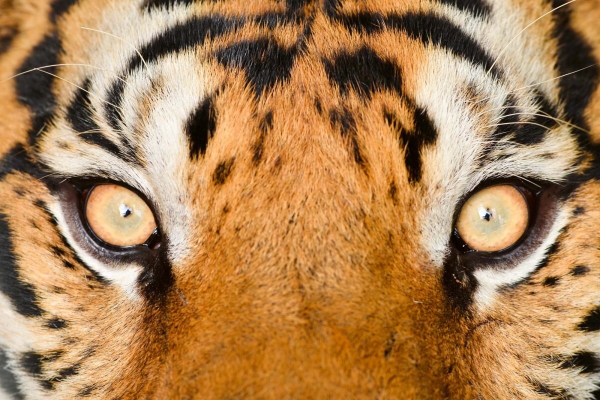 Fototapeta MS-5-0551 Tigrie oči 375 x 250 cm