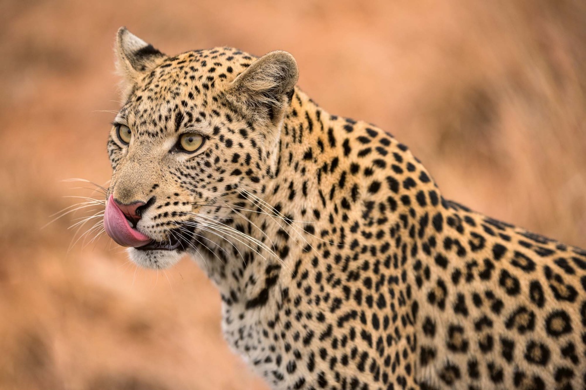 Fototapeta MS-5-0561 Samica leoparda 375 x 250 cm
