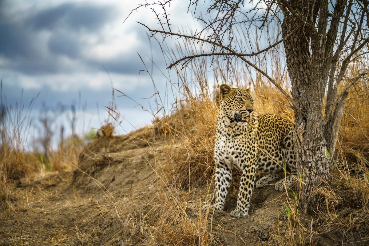 Fototapeta MS-5-0566 Divoký leopard 375 x 250 cm