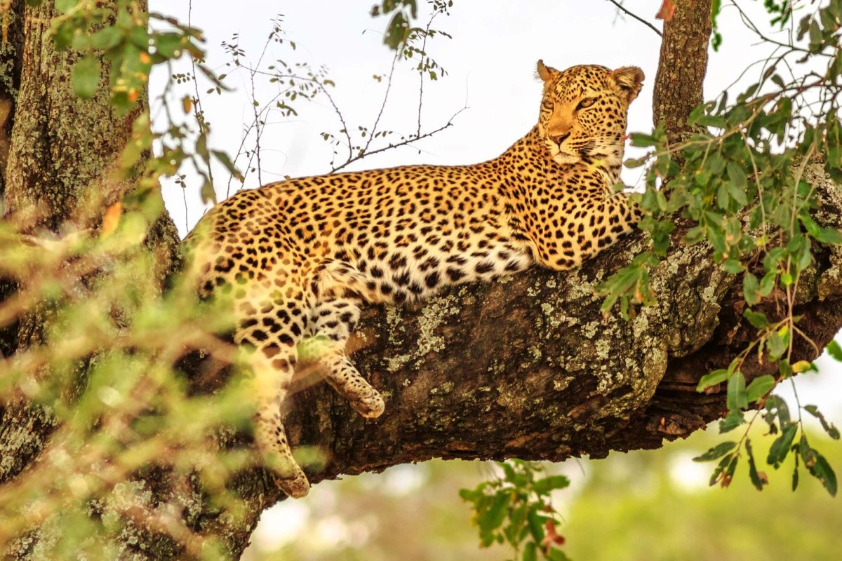 Fototapeta MS-5-0571 Africký leopard 375 x 250 cm
