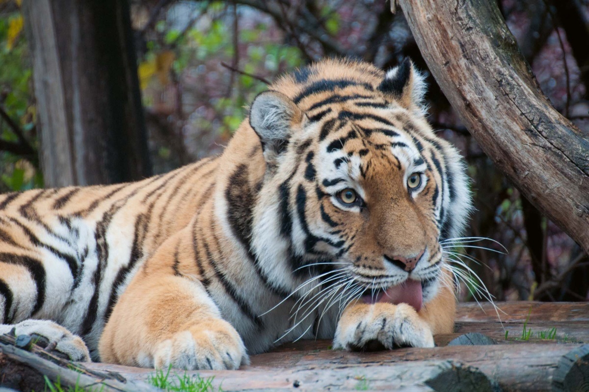 Fototapeta MS-5-0577 Roztomilý tiger 375 x 250 cm