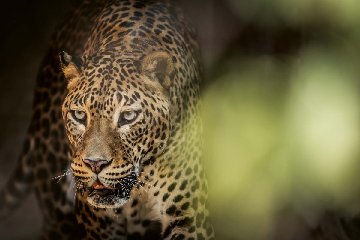 Fototapeta MS-5-0578 Srílanský leopard 375 x 250 cm