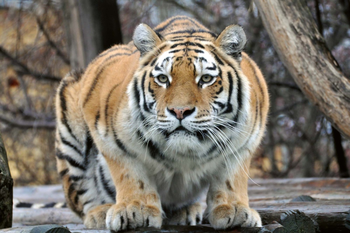 Fototapeta MS-5-0579 Sibírsky tiger 375 x 250 cm