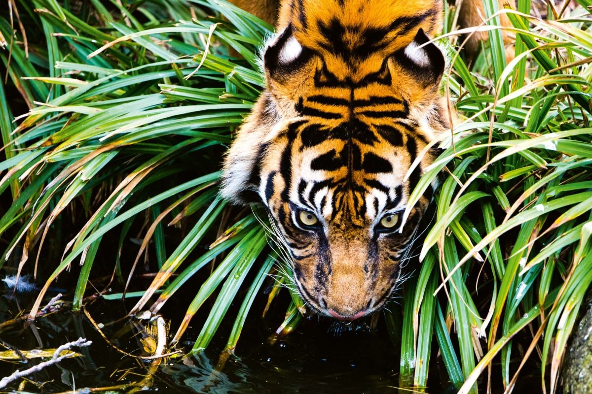 Fototapeta MS-5-0598 Bengálsky tiger pije vodu 375 x 250 cm