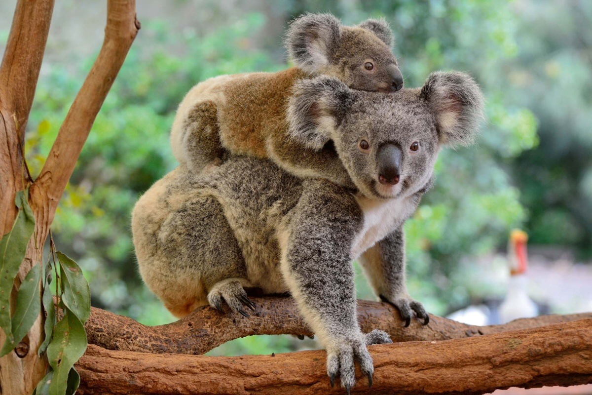 Fototapeta MS-5-0626 Koala s mláďaťom 375 x 250 cm