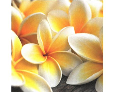 Obrazy na plátne Dimex - Žlté kvety 40 x 40 cm - ZĽAVA 60%