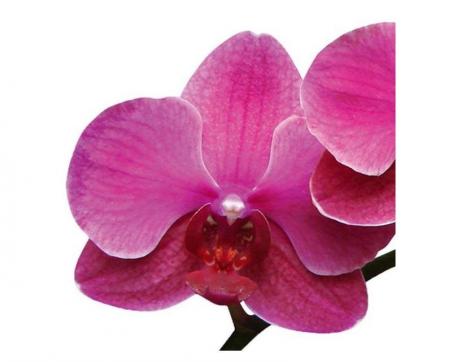 Obrazy na plátne Dimex - Orchidea kvet 40 x 40 cm - ZĽAVA 60%