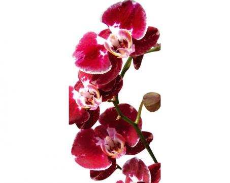 Fototapeta na podlahu FL-85-006 Orchidea 85 x 170 cm