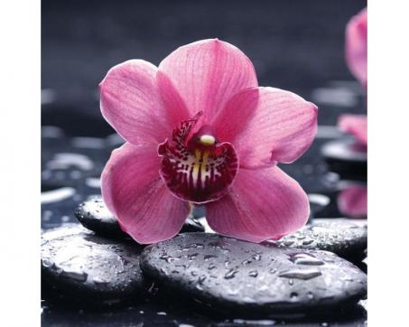 Fototapeta L-474 Orchidea ružová 220 x 220 cm 