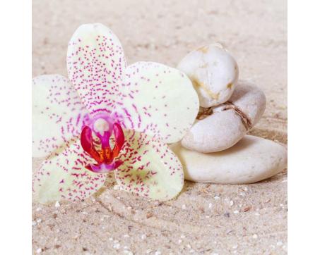 Fototapeta L-544 Orchidea v piesku 220 x 220 cm 