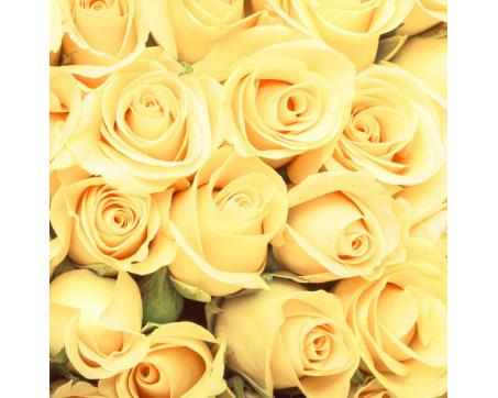 Fototapeta L-550 Žlté ruže 220 x 220 cm 