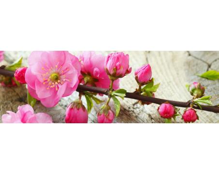 Fototapeta M-488 panoráma - Sakura konárik 330 x 110 cm 