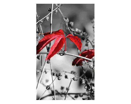 Fototapeta MS-2-0110 Červené listy v šedom 150 x 250 cm