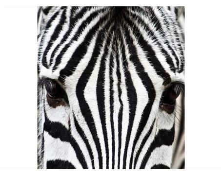 Fototapeta MS-3-0234 Zebra 225 x 250 cm
