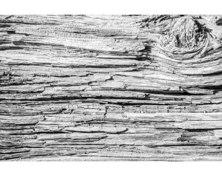 Fototapeta MS-5-5508-SK Kôra dreva 375 x 250 cm