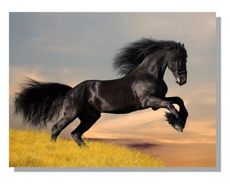 Obrazy na plátne Dimex - Čierny kôň 100 x 75 cm