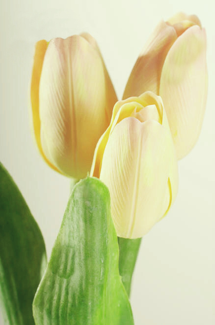 Dekoračný umelý kvet - Tulipán pastelovo žltý 40 cm