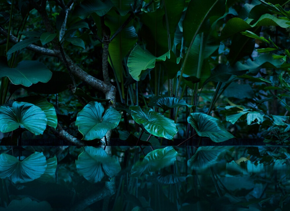 Luxusné fototapety DD118796, Tropické rastliny, 350 x 255 cm