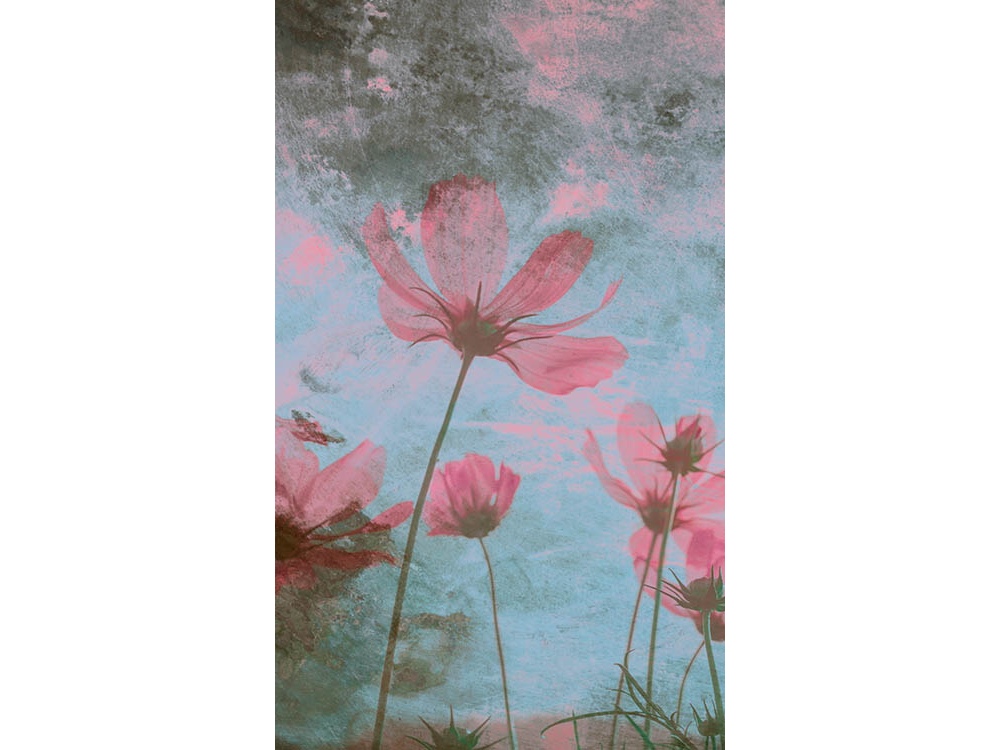 Fototapeta ART MS-2-0362 Ružové kvety 150 x 250 cm
