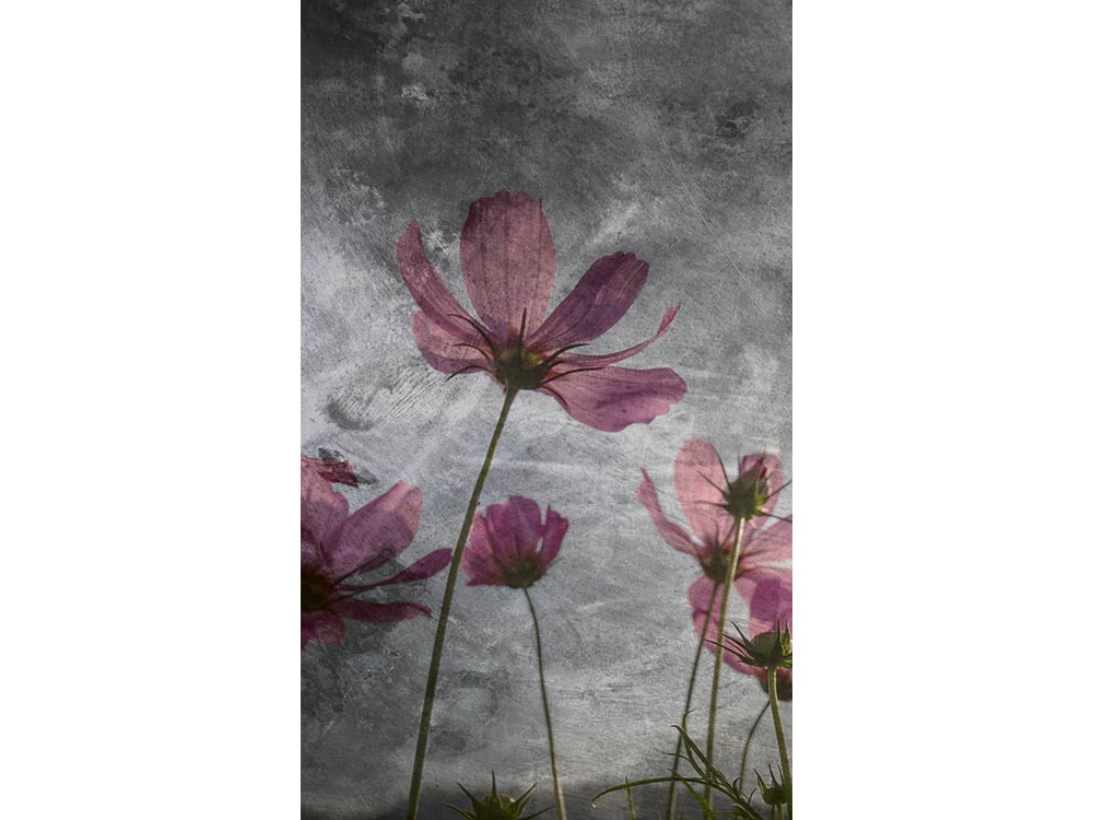 Fototapeta ART MS-2-0363 Fialové kvety 150 x 250 cm