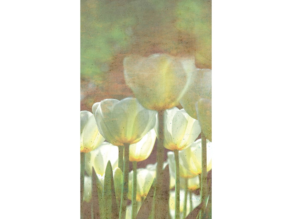 Fototapeta ART MS-2-0385 Tulipány 150 x 250 cm