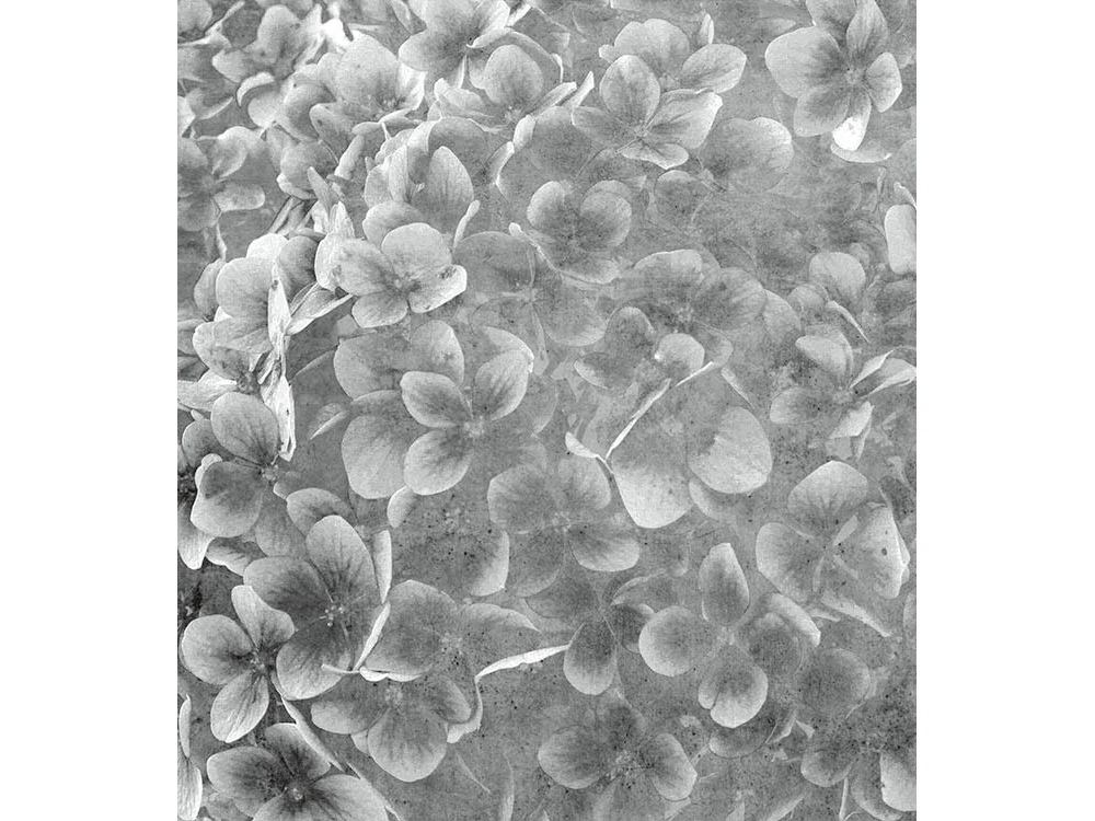 Fototapeta ART MS-3-0356 Kvety jablone III 225 x 250 cm