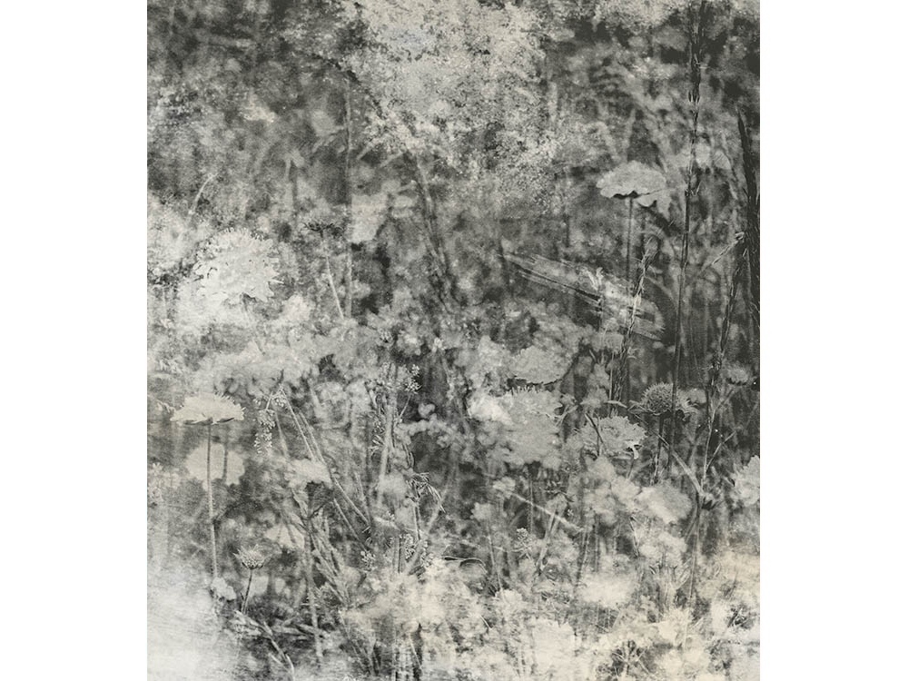 Fototapeta ART MS-3-0361 Príroda v šedom 225 x 250 cm