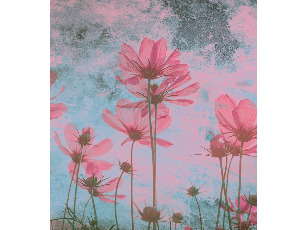 Fototapeta ART MS-3-0362 Ružové kvety 225 x 250 cm