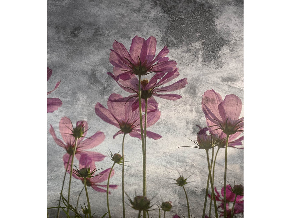 Fototapeta ART MS-3-0363 Fialové kvety 225 x 250 cm