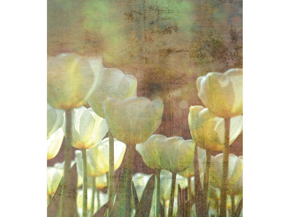 Fototapeta ART MS-3-0385 Tulipány 225 x 250 cm