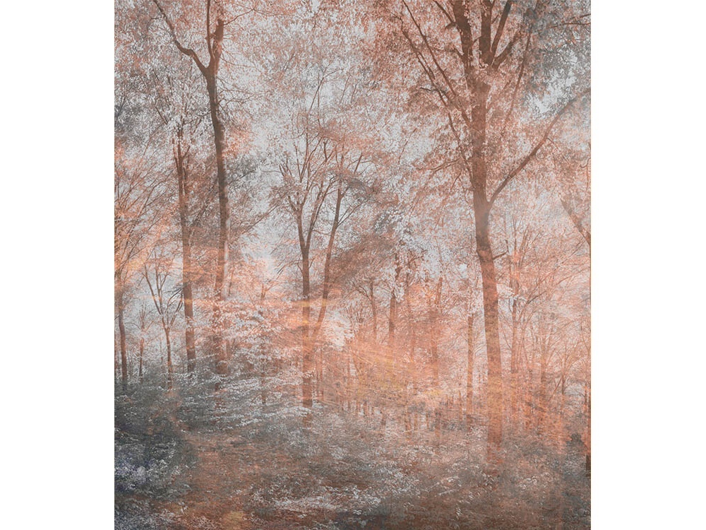 Fototapeta ART MS-3-0390 Farebný les 225 x 250 cm