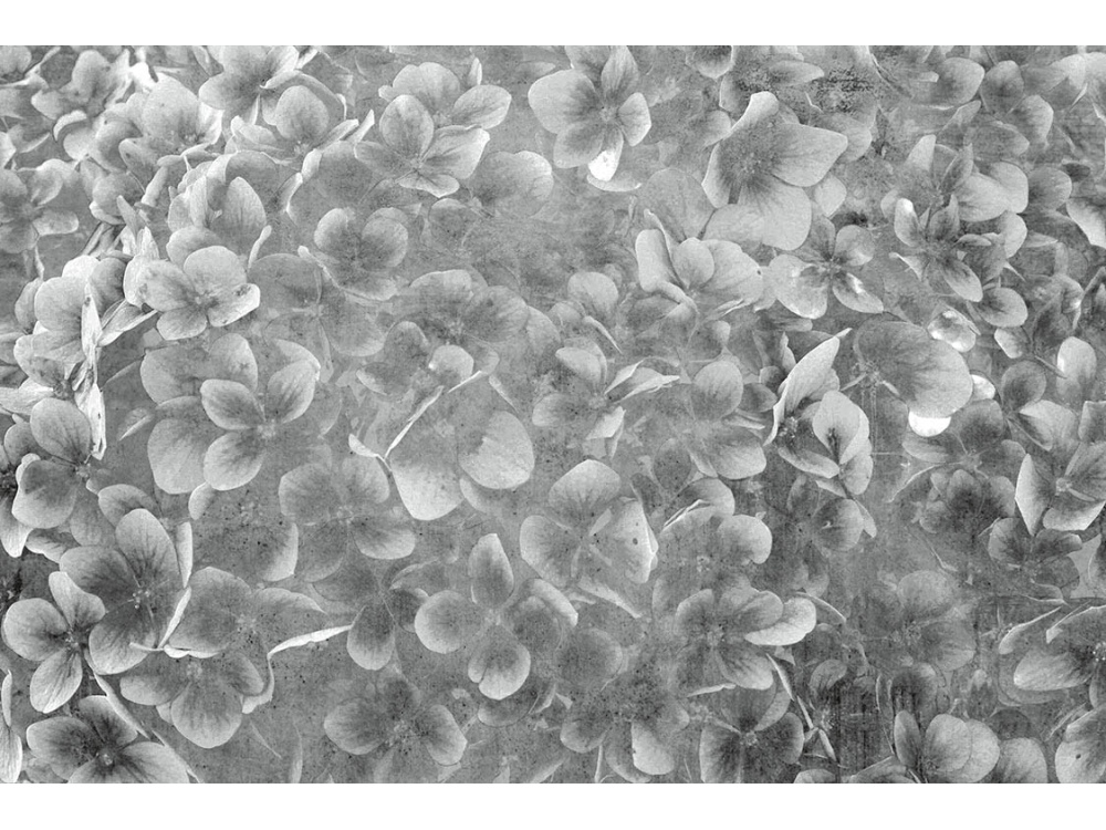 Fototapeta ART MS-5-0356 Kvety jablone III 375 x 250 cm