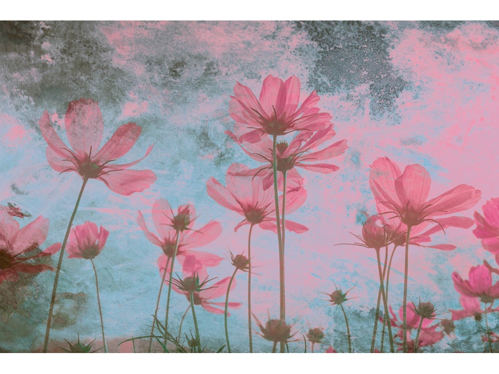 Fototapeta ART MS-5-0362 Ružové kvety 375 x 250 cm