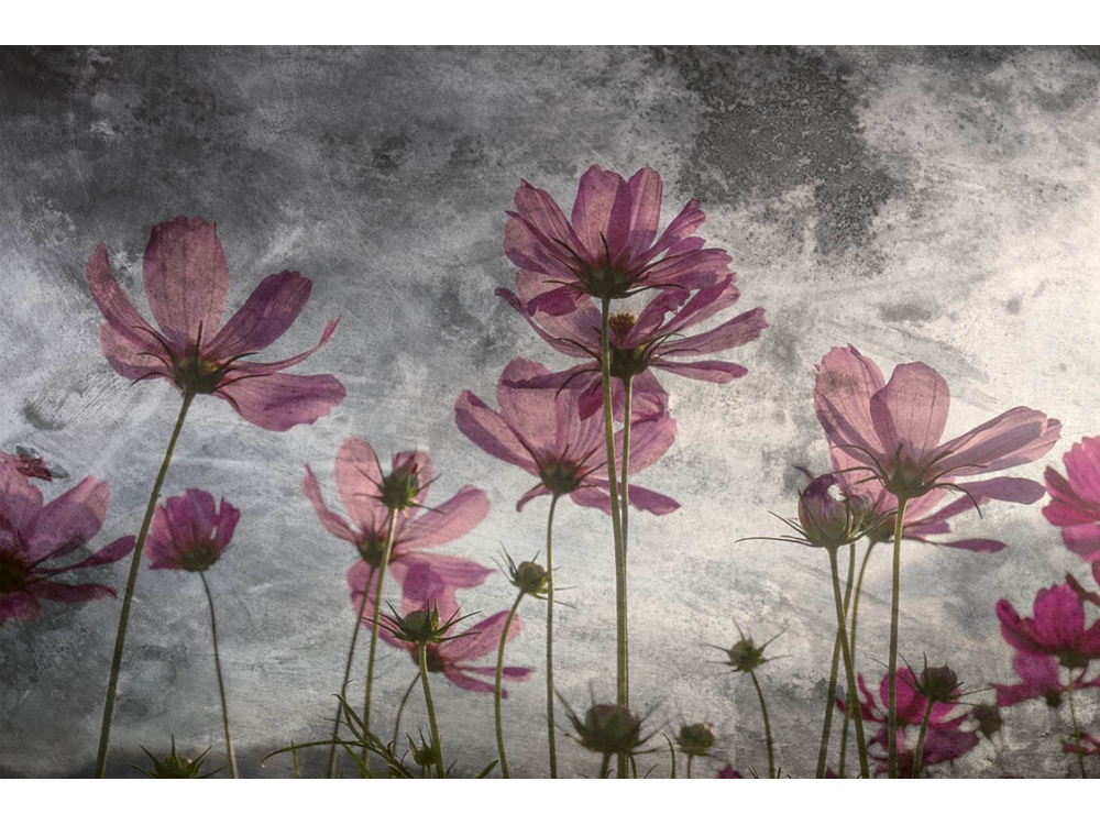 Fototapeta ART MS-5-0363 Fialové kvety 375 x 250 cm