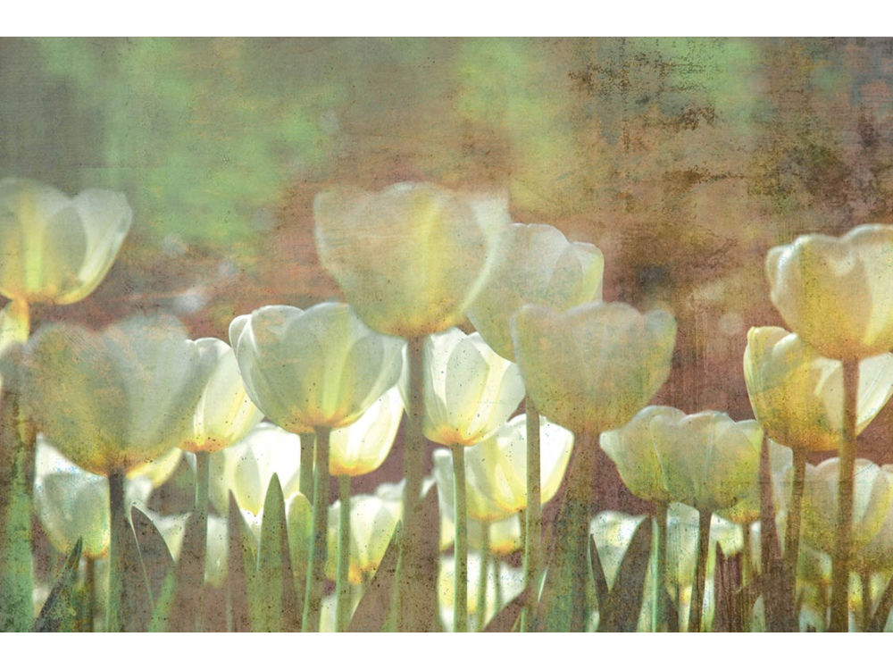 Fototapeta ART MS-5-0385 Tulipány 375 x 250 cm