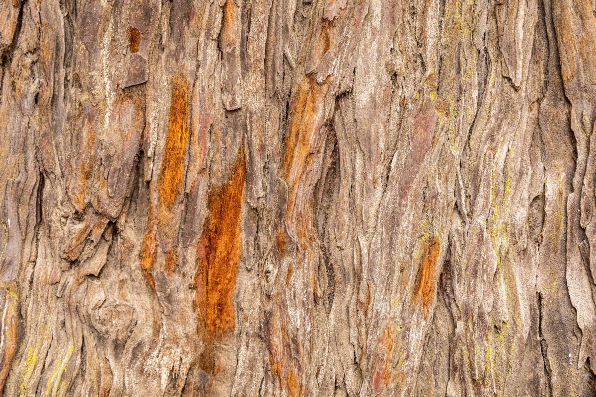 Fototapeta MS-5-2335 Textúra starého stromu 375 x 250 cm