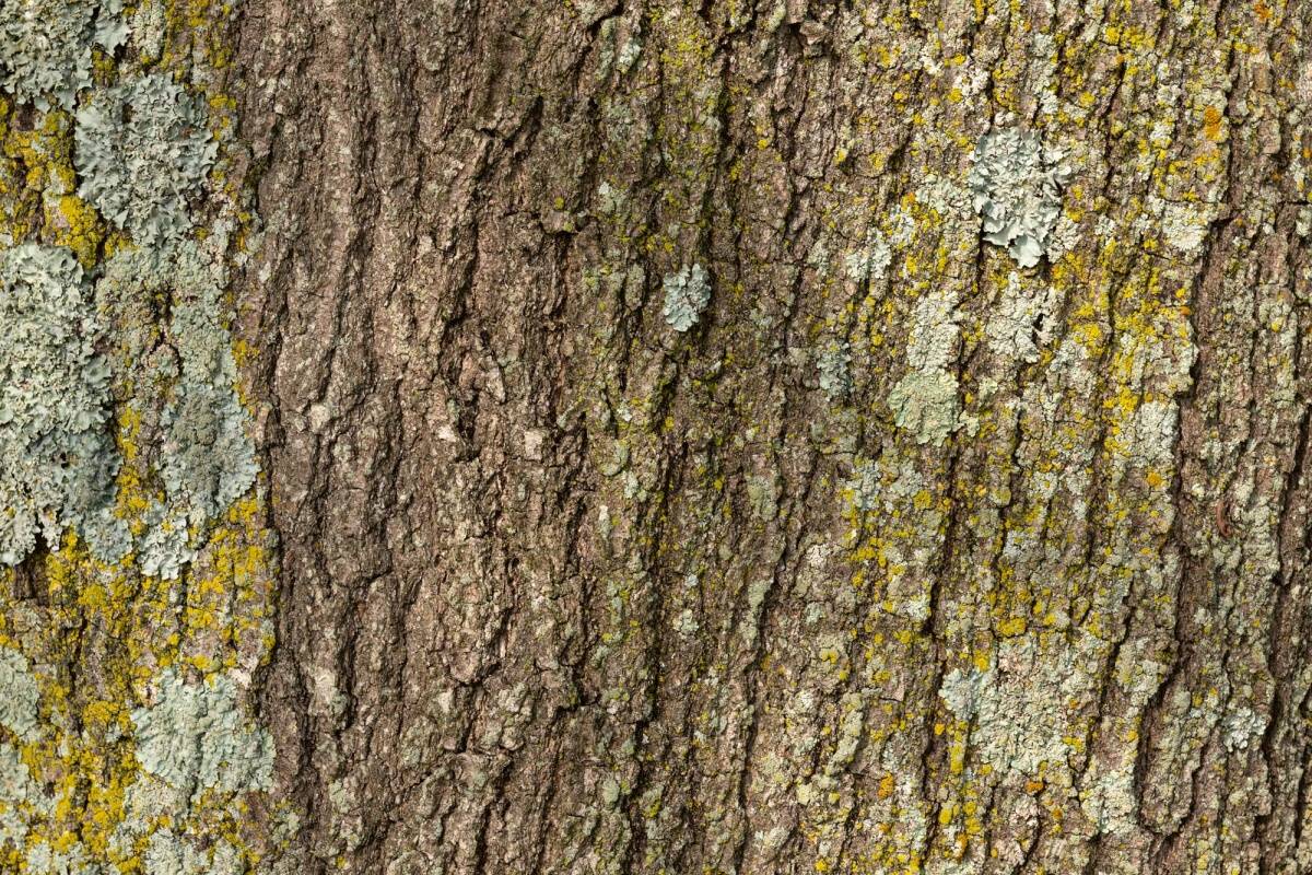 Fototapeta MS-5-2338 Textúra stromovej kôry 375 x 250 cm
