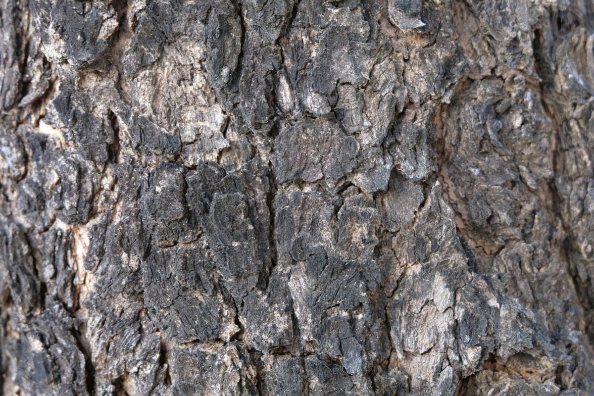 Fototapeta MS-5-2343 Textúra kôry stromu zblízka 375 x 250 cm