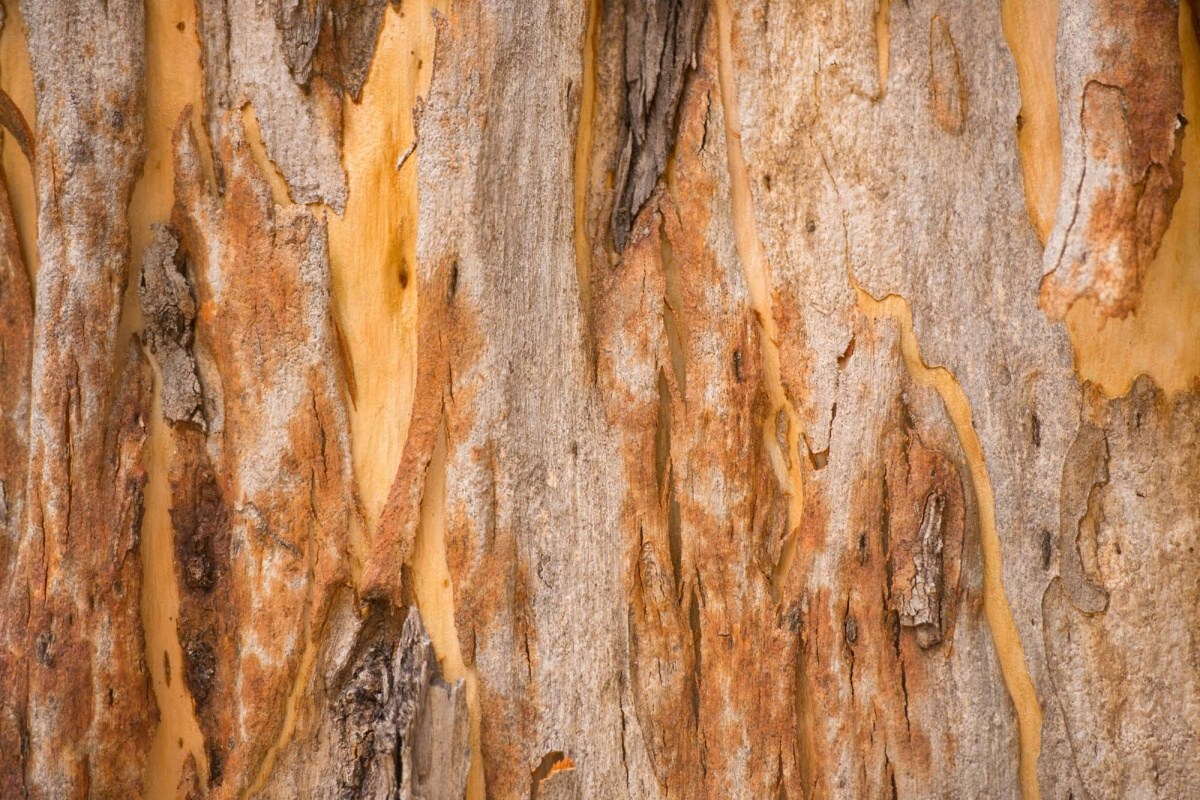 Fototapeta MS-5-2347 Vzor eukalyptového stromu 375 x 250 cm