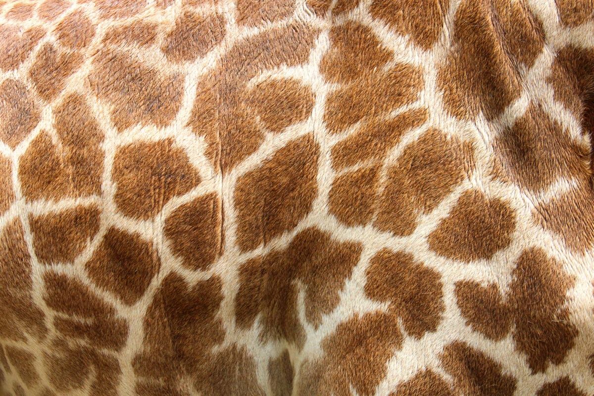 Fototapeta MS-5-2578 Koža žirafy 375 x 250 cm