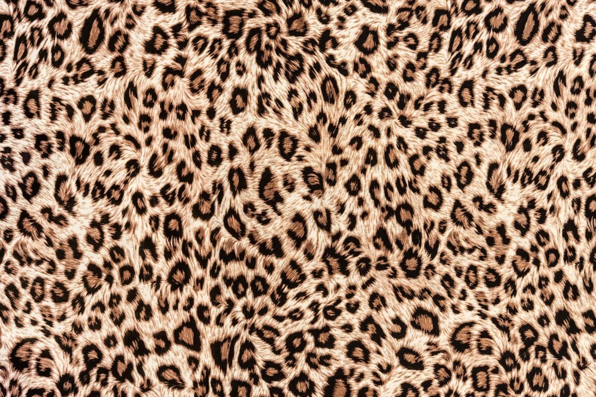 Fototapeta MS-5-2579 Pruhovaný leopard  375 x 250 cm